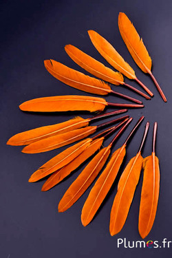 Oca - 10-15 cm - azteco dorato